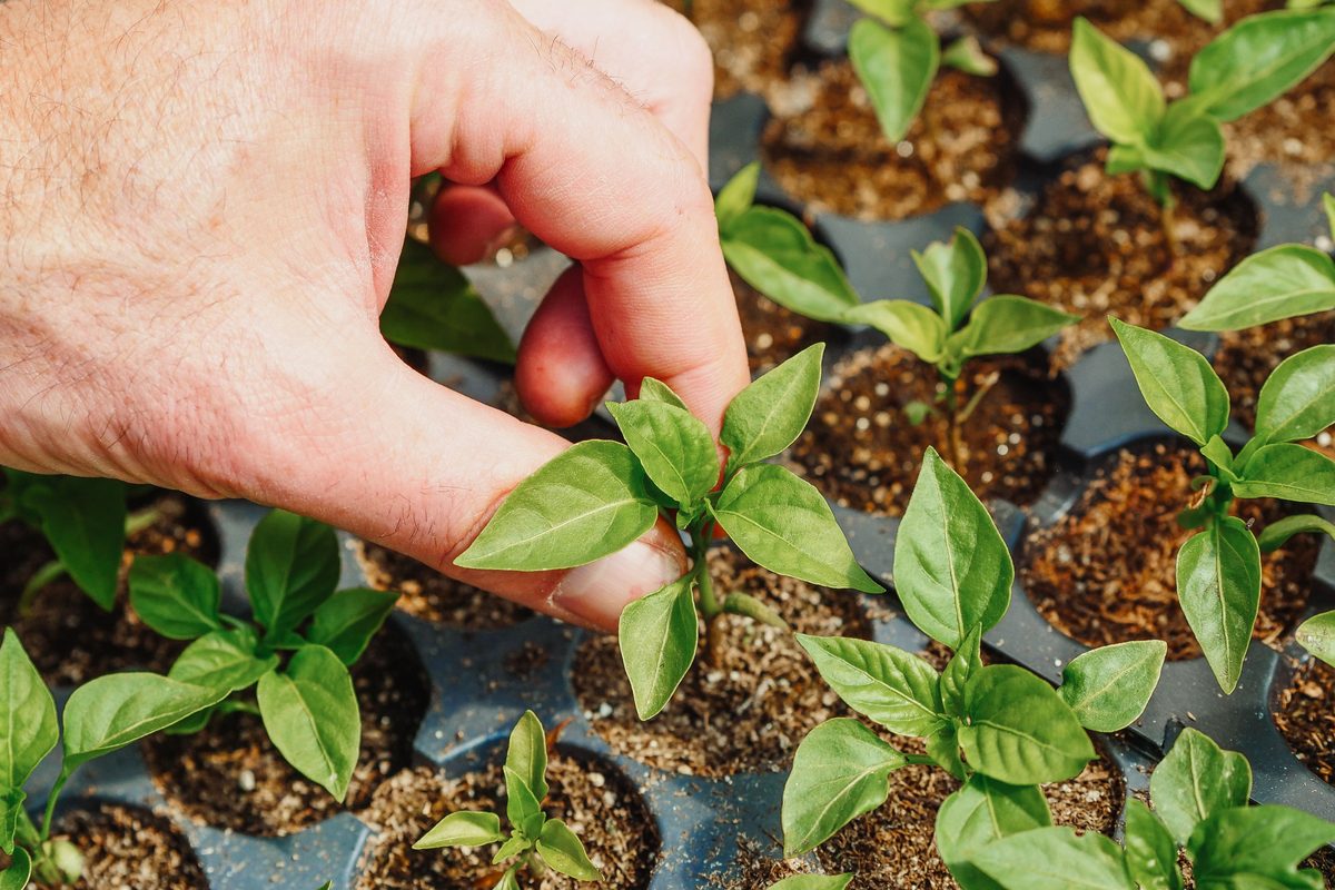 Close-up of hands tending a young plant in the garden