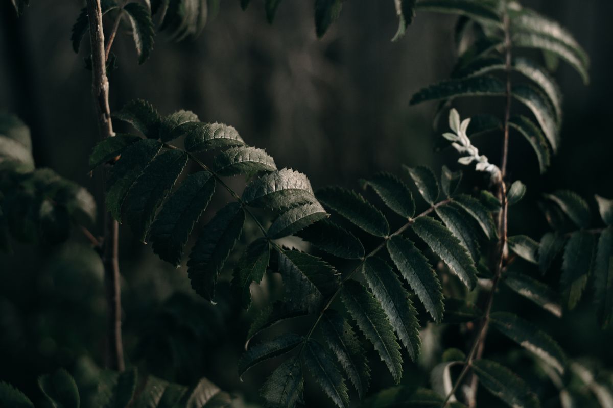 Soft green foliage